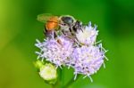 Small Bees Looking For Nectar Stock Photo