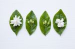 Jasmine  Flower On White Background Stock Photo