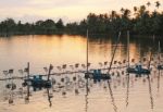 Shrimp Farm With Paddle Wheel Aerator Stock Photo