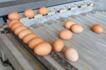 Sorting Eggs Stock Photo