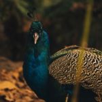 Beautiful Colourful Peacock Outdoors In The Daytime Stock Photo