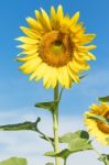 Sunflower  Blooming Agent Blue Sky Stock Photo