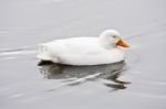 White Duck Floating Water Stock Photo