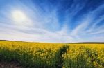 Spring Colza Fields. Blooming Yellow Flowers Stock Photo