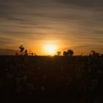 Cotton Field In Oakey, Queensland Stock Photo