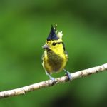 Female Yellow-cheeked Tit Stock Photo