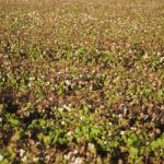 Cotton Field In Oakey, Queensland Stock Photo