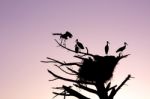 Bunch Of Storks Stock Photo