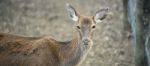 Deer Outside During The Day Stock Photo