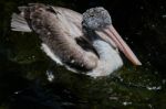 Fuengirola, Andalucia/spain - July 4 : Spot-billed Pelican (pele Stock Photo