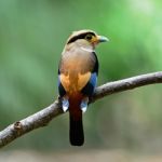 Female Silver-breasted Broadbill Stock Photo