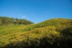 Mexican Sunflowers Field Stock Photo