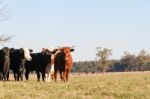 Cows Grazing In The Green Argentine Countryside Stock Photo