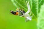 White Crab Spider Eating A Bee Stock Photo