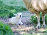 Lying Lamb With Legs Of Mother Sheep Stock Photo