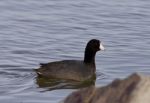 Beautiful Image With Amazing American Coot In The Lake Stock Photo