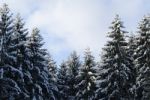 Snowy Fir Tree Stock Photo