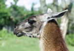 The Portrait Of The Thoughtful Llama Stock Photo