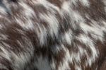 Brown And White Goat Fur Texture Stock Photo