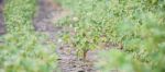 Cotton Field In Oakey Stock Photo