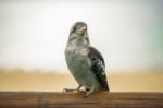 Kookaburra Gracefully Resting During The Day Stock Photo