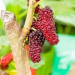 Mulberry Fruit Stock Photo