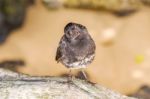 Ground Finch Bird On Santa Cruz Island In Galapagos Stock Photo