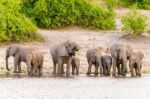 Elephants At The Bank Of Chobe River In Botswana Stock Photo