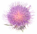 Thistle Stock Photo