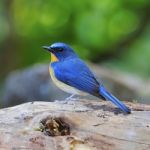 Male Hill Blue Flycatcher Stock Photo