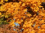 Texture Of The Autumn Foliage Of Trees  Stock Photo