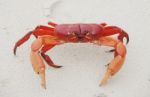 Red Land Crab, Cardisoma Crassum, In The Sand Stock Photo