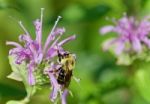 Isolated Photo Of A Honeybee Sitting On Flowers Stock Photo