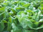 Butterhead Lettuce Stock Photo