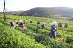 Dalat, Vietnam, June 30, 2016: A Group Of Farmers Picking Tea On A Summer Afternoon In Cau Dat Tea Plantation, Da Lat, Vietnam Stock Photo