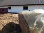 Buffalo Farm, Buffaloes Grazing In Open-air Cages  Stock Photo