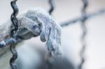 Hand Animal In Cage Stock Photo