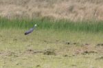 White-faced Heron (egretta Novaehollandiae) Stock Photo