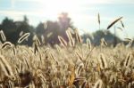 Close Up Wheat/grass Field Stock Photo