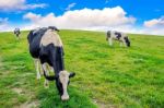 Cows On A Green Field And Blue Sky Stock Photo