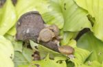 Family Small Snails Stock Photo