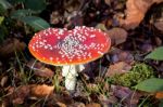 Fly Agaric Toadstool (amanita Muscaria) Stock Photo