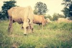 Herd Of Cows In Farmland,countryside Of Thailand Stock Photo