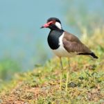 Red-wattled Lapwing Bird Stock Photo