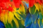 Scarlet Macaw Feathers Stock Photo