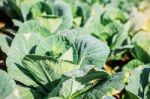 Cabbage With Water Droplets On Leaves Stock Photo