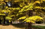 Autumn Colours In Parco Di Monza Italy Stock Photo