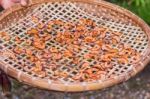 Garcinia Atroviridis Drying In A Bamboo Basket Stock Photo