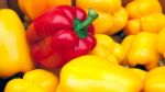 Red Yellow Pepper Stock Photo