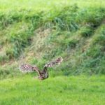 Tawny Owl (strix Aluco) In Flight Stock Photo